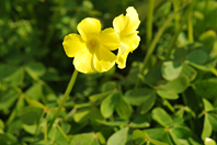 Oxalis pes-caprae